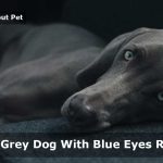 Grey Dog With Blue Eyes : Cool Dog Breeds Pictures