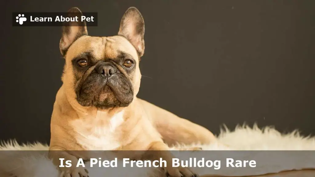 Is a pied french bulldog rare