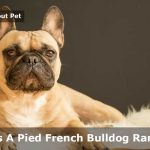 Pied French Bulldog : 15 Cool Piebald French Bulldog