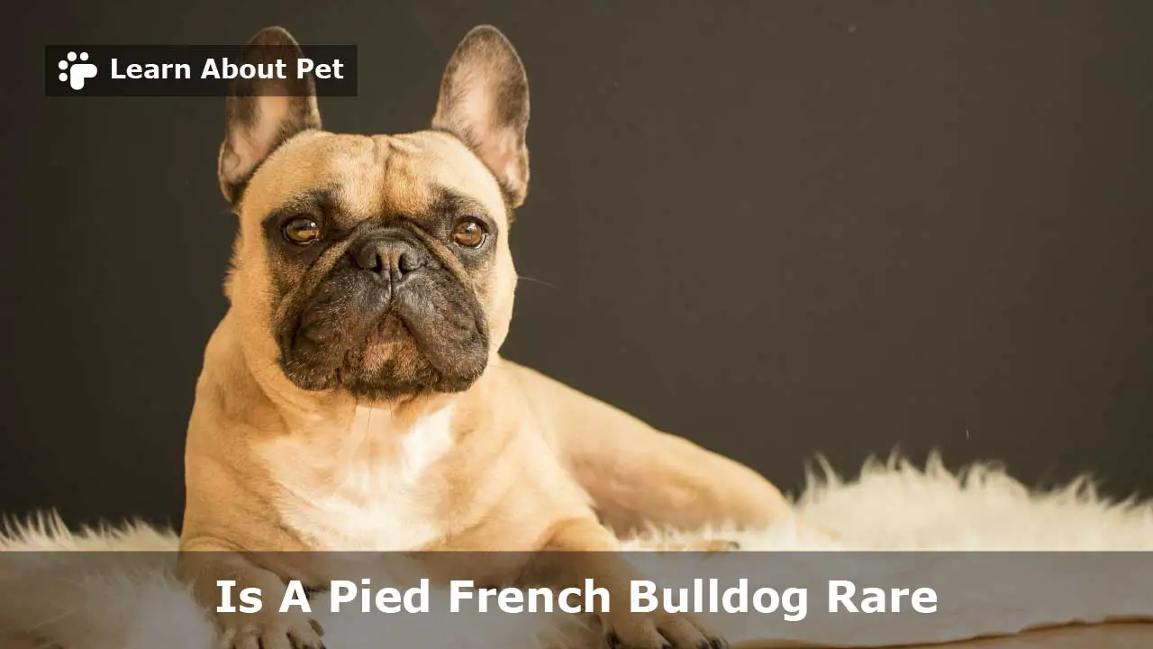 Pied French Bulldog 15 Cool Piebald French Bulldog 2024