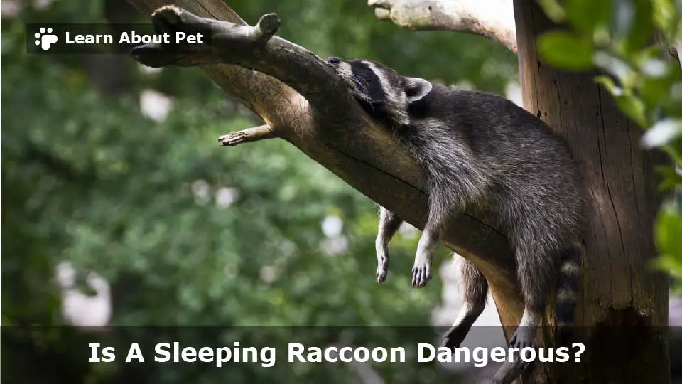 Sleeping Raccoon 7 Clear Raccoon's Sleeping Habits 2024