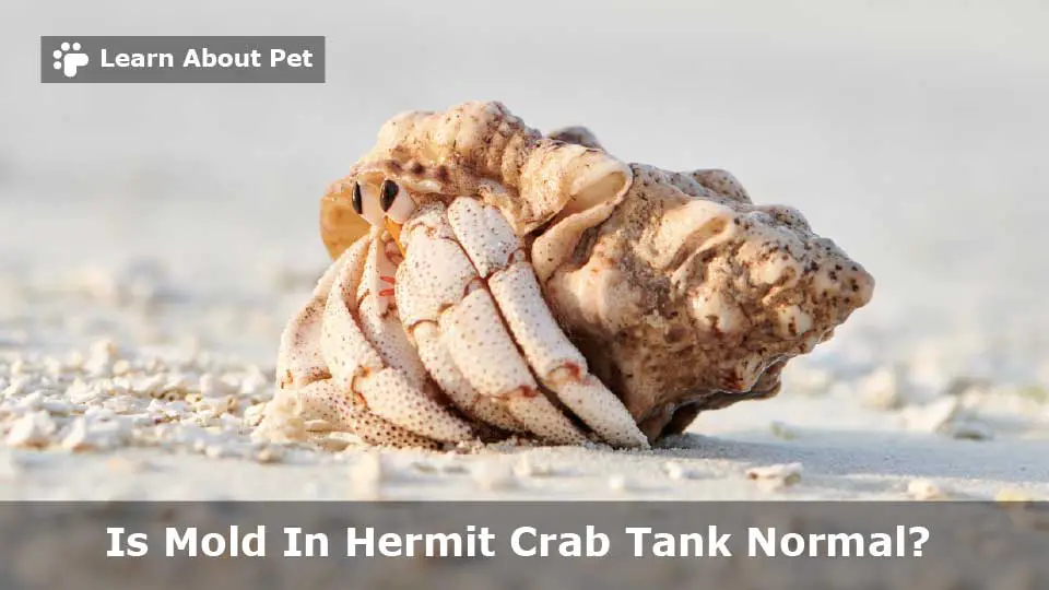 Mold in hermit crab tank