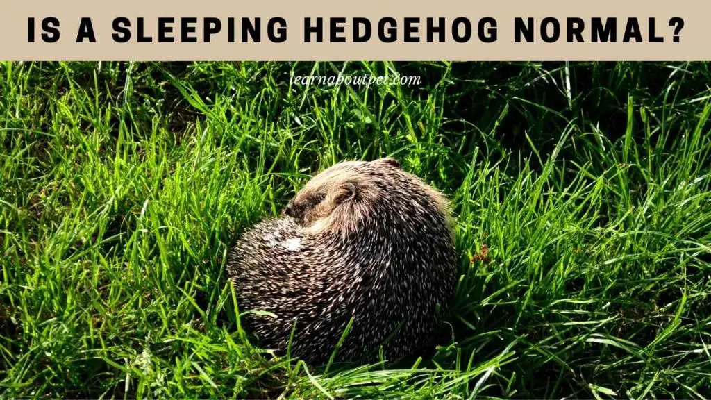 Sleeping hedgehog