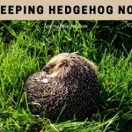 sleeping hedgehog