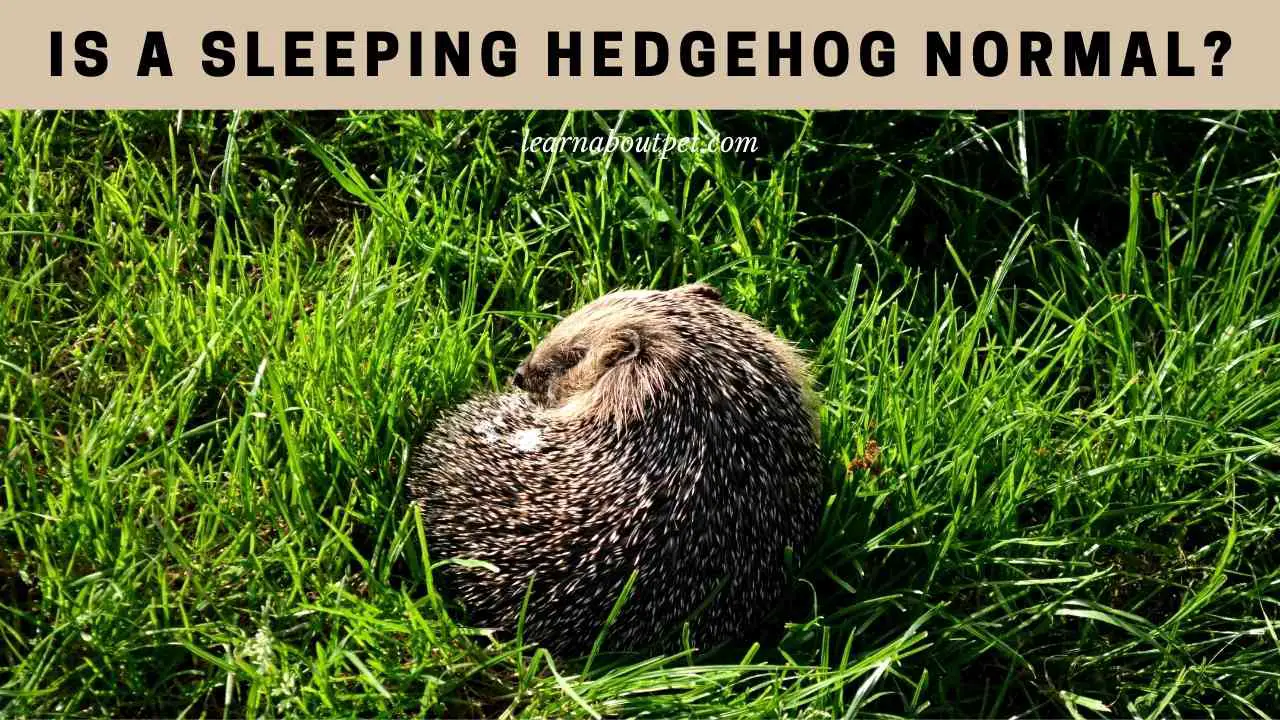 Sleeping Hedgehog How Do Hedgehogs Sleep? (7 Clear Facts)