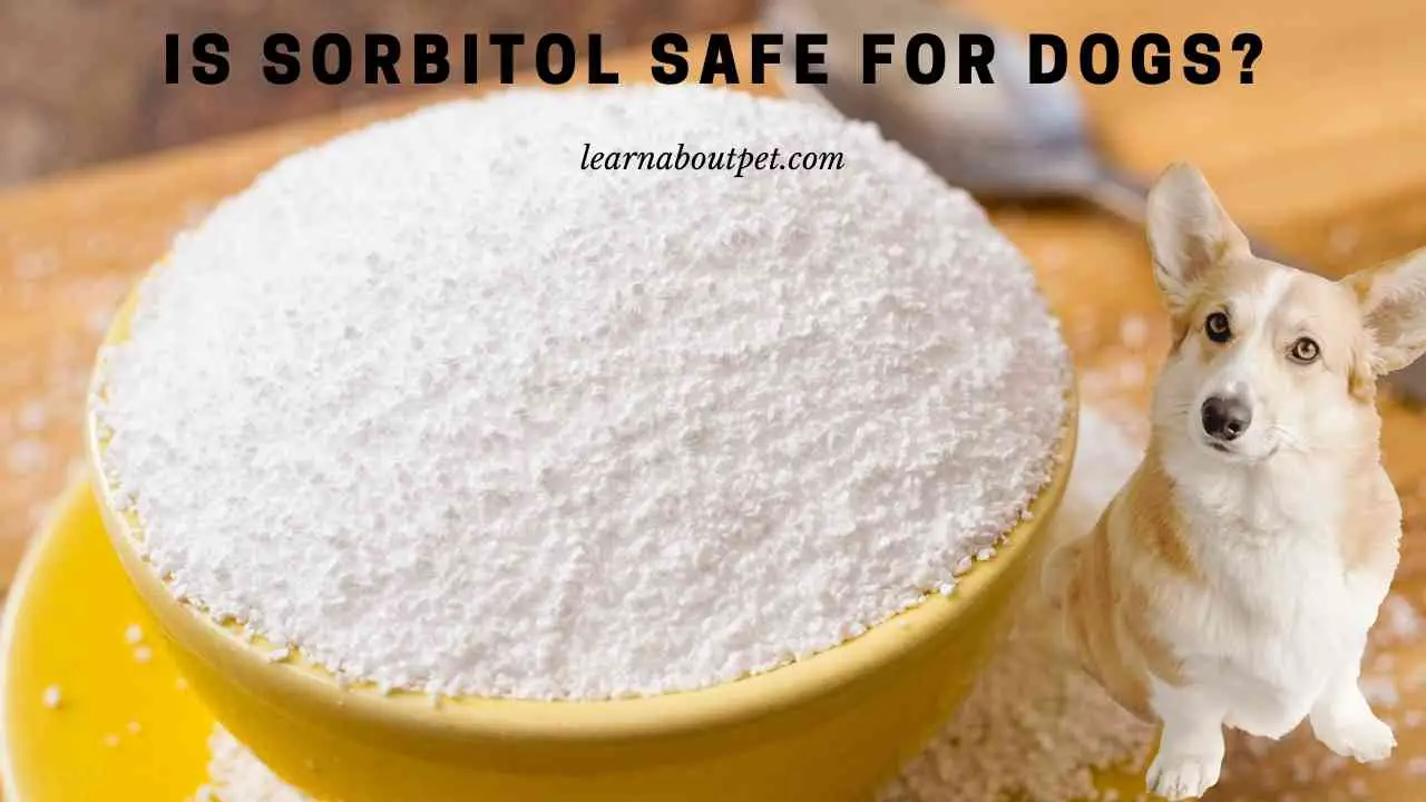 Is Sorbitol Safe For Dogs? (9 Important Health Facts) 2024