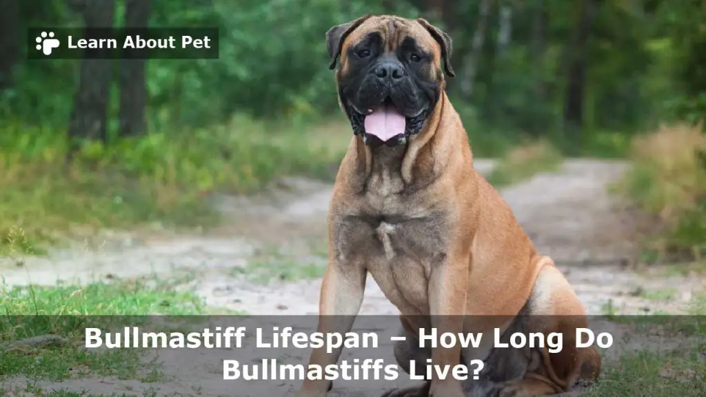 Lifespan of a bullmastiff