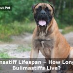 Lifespan of a bullmastiff