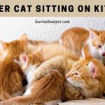 Mother cat sitting on kittens