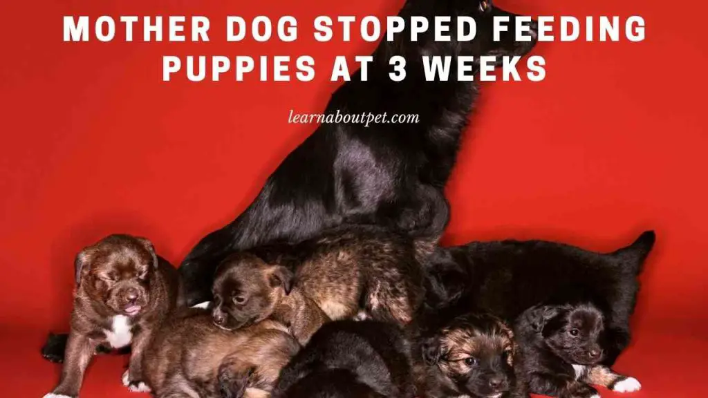 Mother dog stopped feeding puppies at 3 weeks