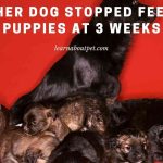 Mother Dog Stopped Feeding Puppies At 3 Weeks : 9 Clear Facts