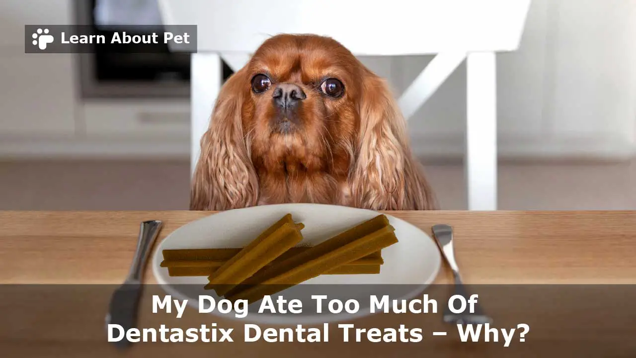 Dog Ate Too Many Dentastix : (9 Interesting Facts) - 2022