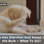 My Dog Has Diarrhea And Keeps Licking His Bum : 9 Clear Facts