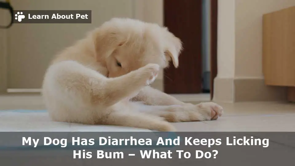 my-dog-has-diarrhea-and-keeps-licking-his-bum-9-clear-facts