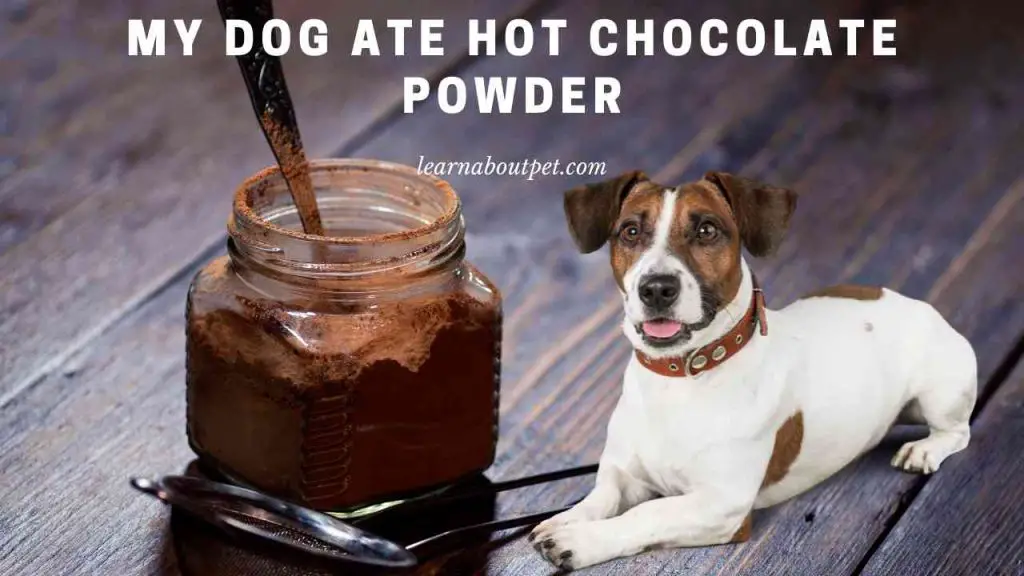 My dog ate hot chocolate powder