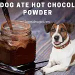 My Dog Ate Hot Chocolate Powder : (7 Important Facts)