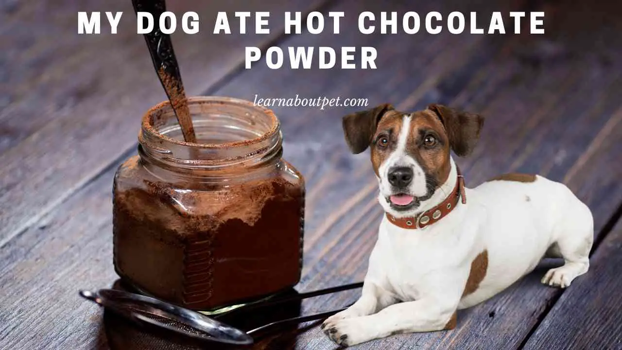My Dog Ate Hot Chocolate Powder (7 Important Facts) 2022