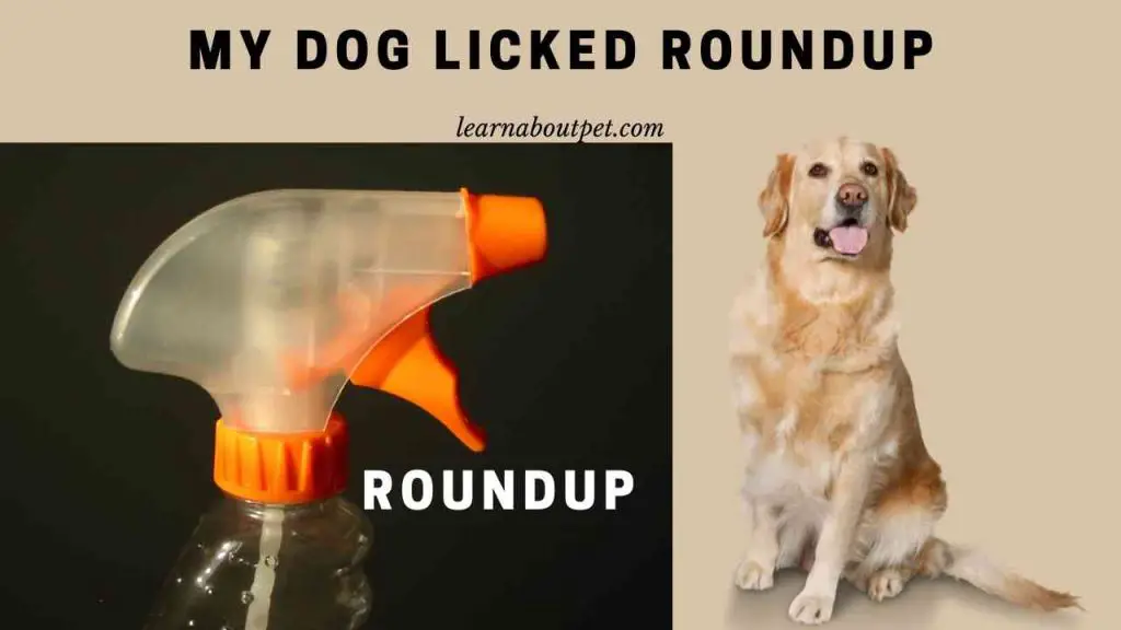 My dog licked roundup