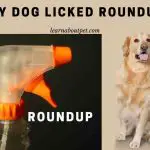 My Dog Licked Roundup : (9 Interesting Facts)