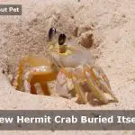 New Hermit Crab Buried Itself