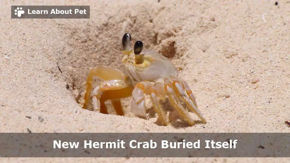 New Hermit Crab Buried Itself : (9 Clear Reasons) - 2023