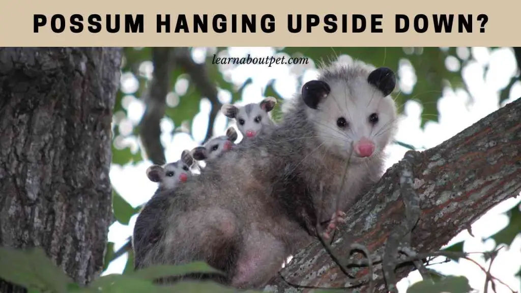 Possum hanging upside down