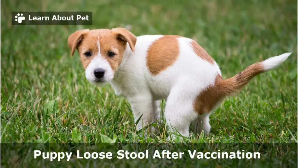 Puppy loose stool after vaccination