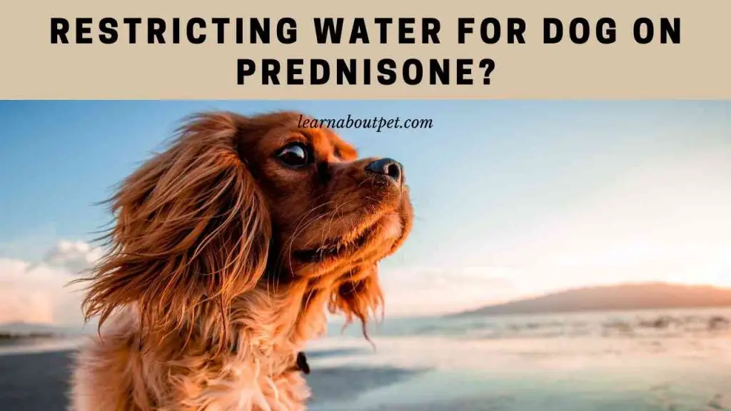 How Long Can You Keep A Dog On Prednisone