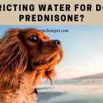 Restricting Water For Dog On Prednisone? 7 Clear Advice