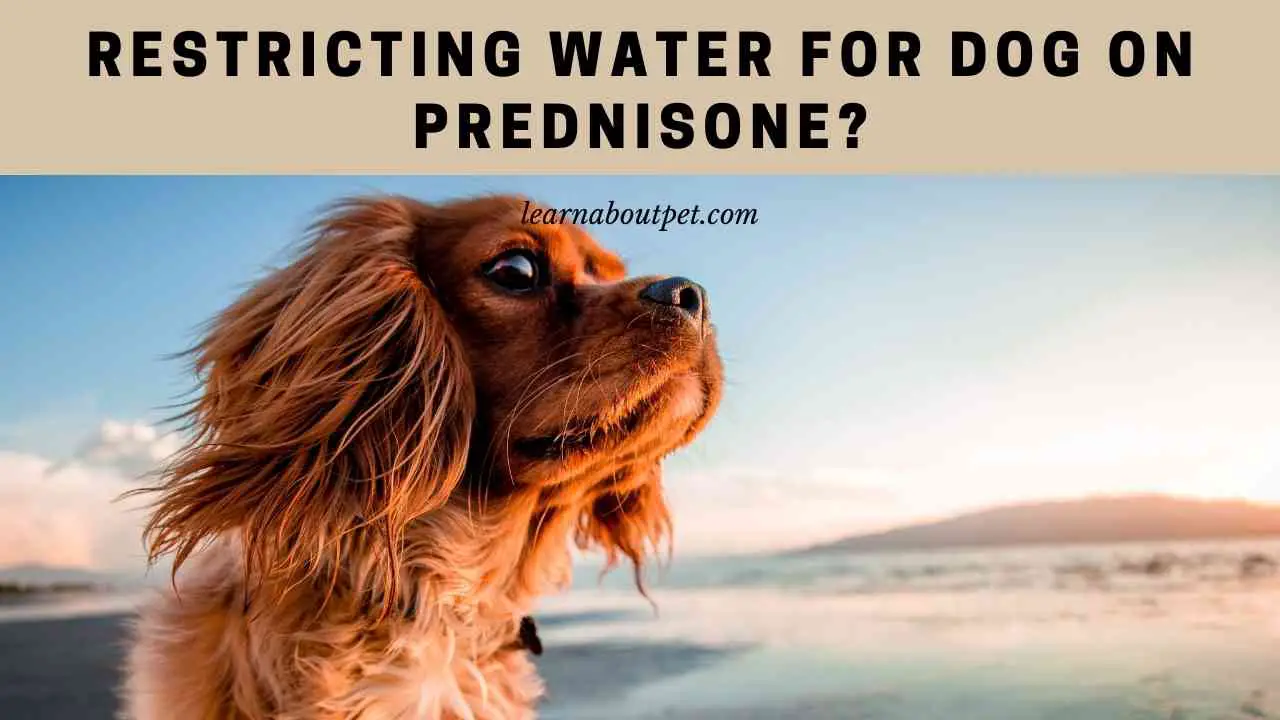 Restricting Water For Dog On Prednisone? 7 Clear Advice 2024