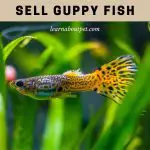 Sell Guppy Fish : How To Sell Guppies? Where To Sell? 7 Cool Facts