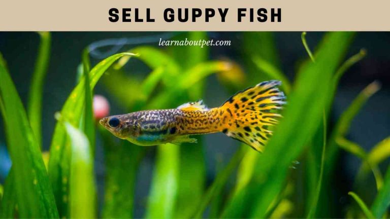 Sell Guppy Fish : How To Sell Guppies? Where To Sell? 7 Cool Facts