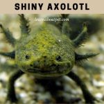 Shiny Axolotl : Why Do Some Axolotls Glow? (7 Clear Facts)