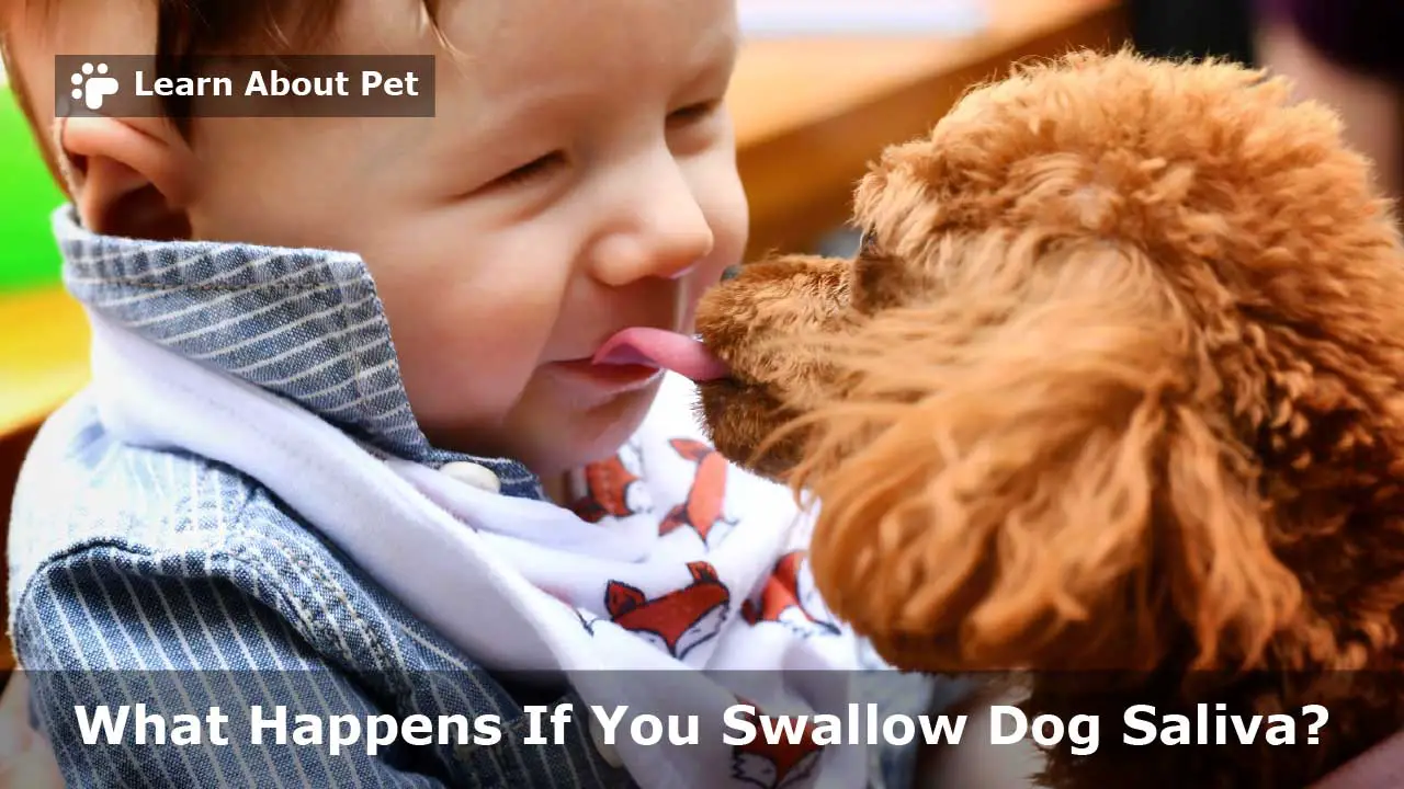 What Happens If You Swallow Dog Saliva? 7 Important Facts