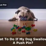 My Dog Swallowed A Push Pin : What To Do? (3 Clear Steps)