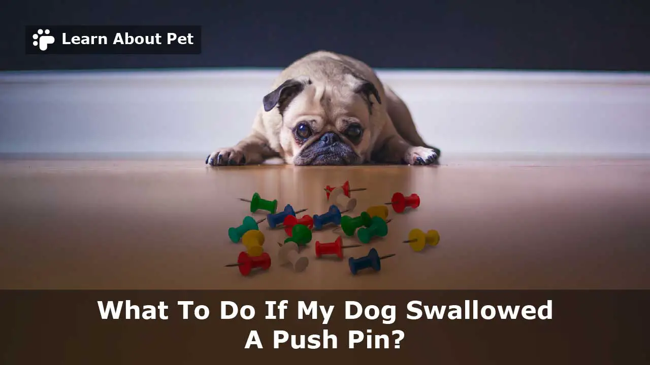 My Dog Swallowed A Push Pin What To Do? (3 Clear Steps)