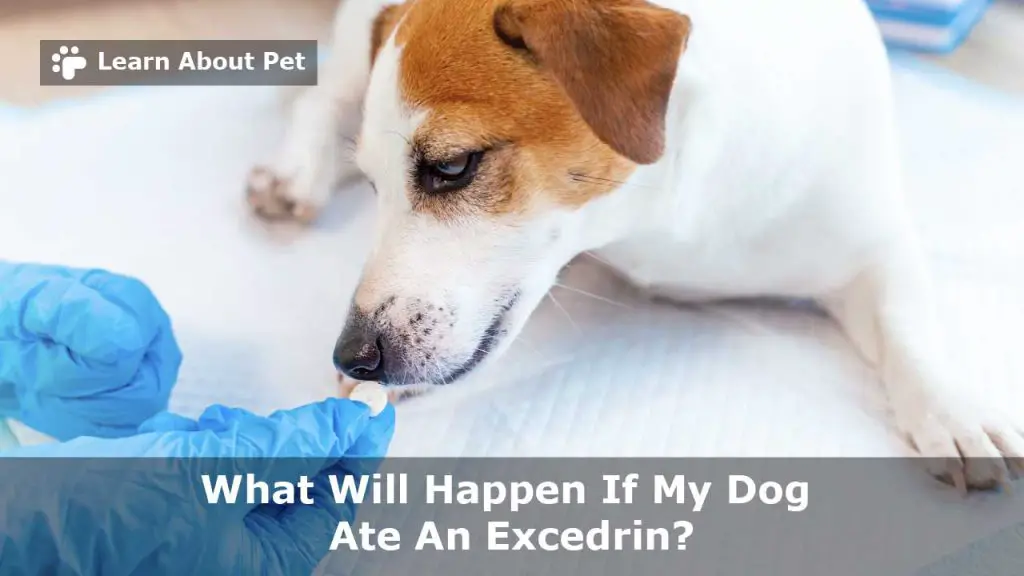 What to do if my dog ate an excedrin