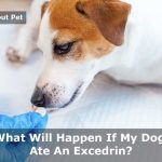 My Dog Ate An Excedrin : (7 Important Health Facts)