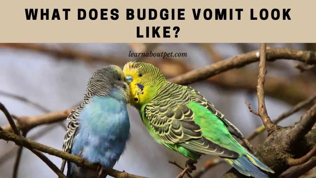 What does budgie vomit look like