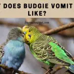 What Does Budgie Vomit Look Like? 7 Important Facts