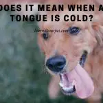 What Does It Mean When A Dog's Tongue Is Cold? 9 Cool Facts