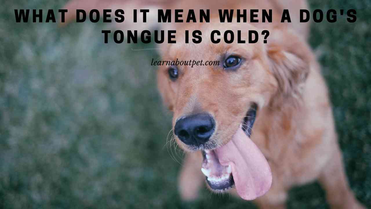 What Does It Mean When A Dog's Tongue Is Cold? 9 Cool Facts - 2023