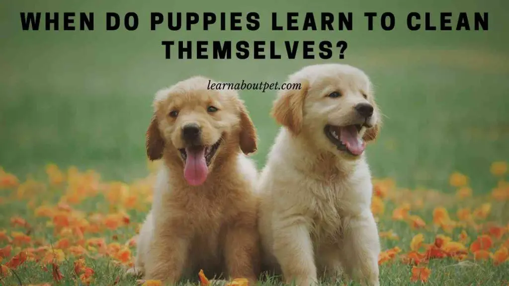 When do puppies learn to clean themselves