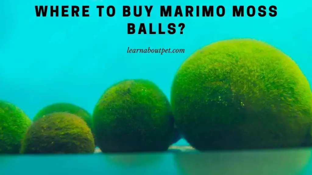 Where to buy marimo moss balls