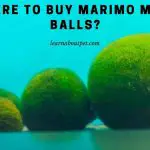 Where To Buy Marimo Moss Balls? (9 Clear Facts)