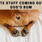 White Stuff Coming Out Of Dog's Bum : 9 Menacing Facts