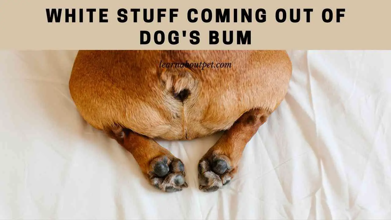 white-stuff-coming-out-of-dog-s-bum-9-menacing-facts-2023