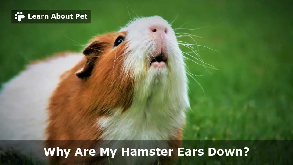 Why are my hamster ears down