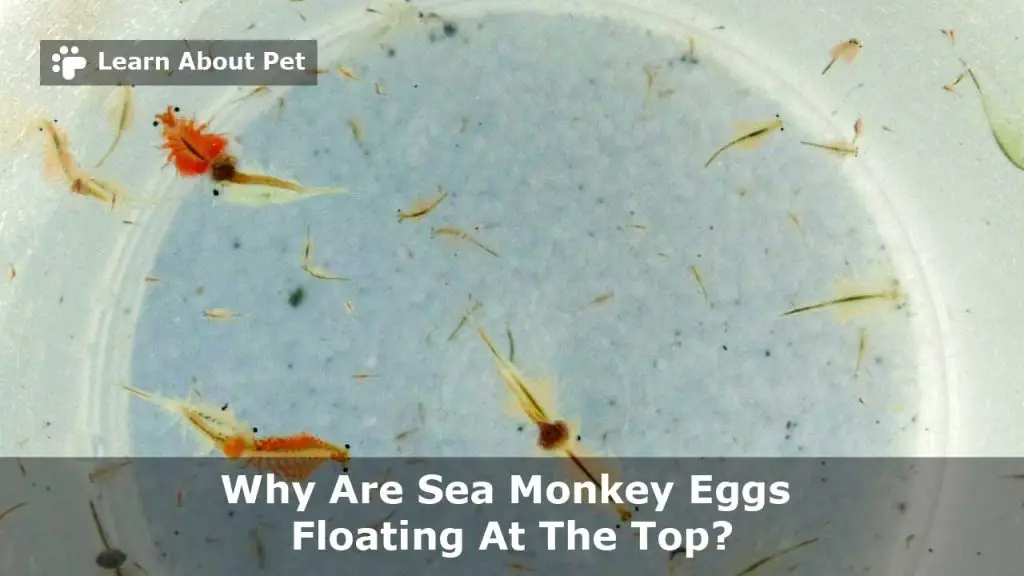 Why are sea monkey eggs floating at the top