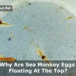 Why Are Sea Monkey Eggs Floating At The Top? (7 Cool Facts)